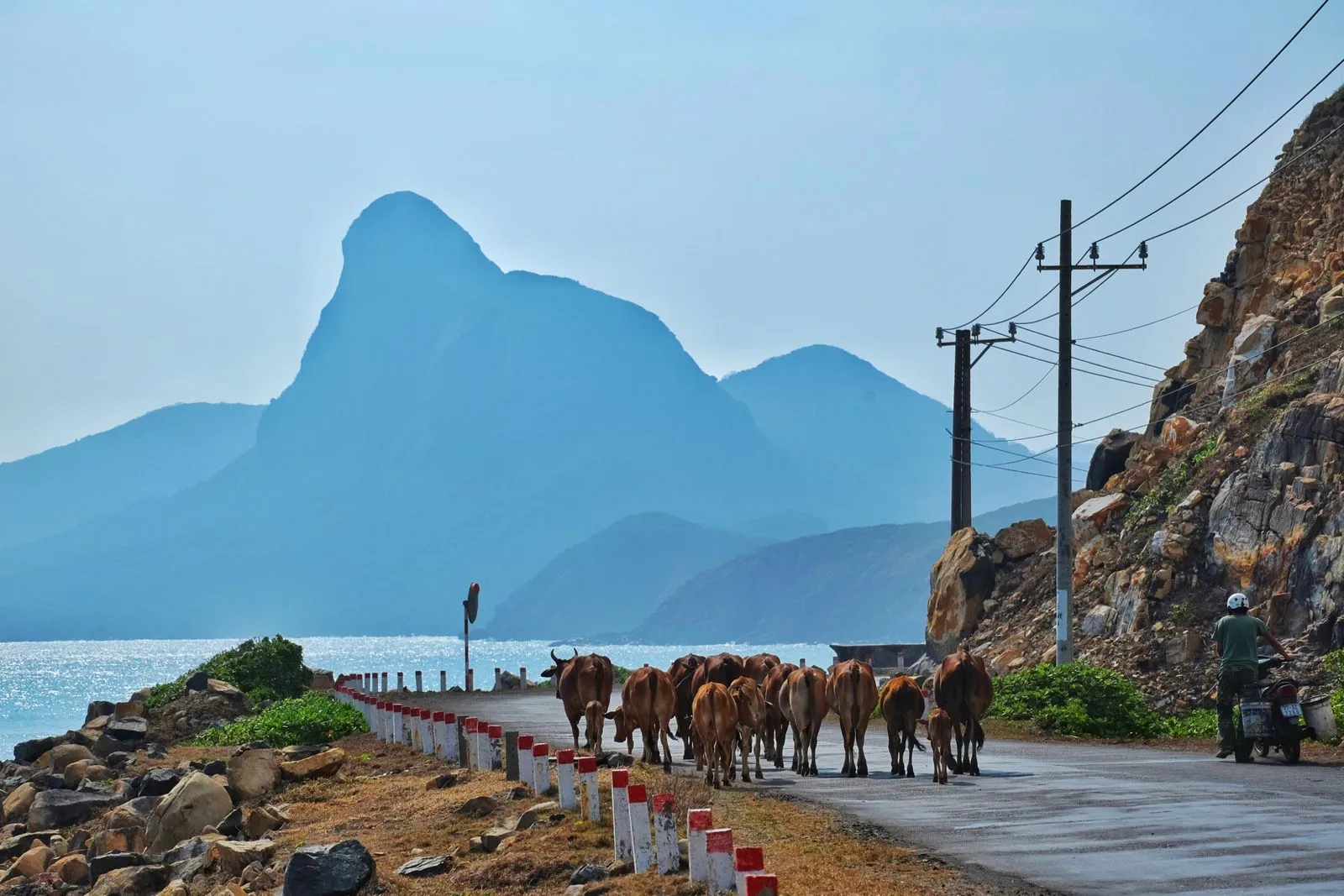 Herd of cattle and lone motorcyclist on a scenic coastal road in Vietnam with tropical landscape.